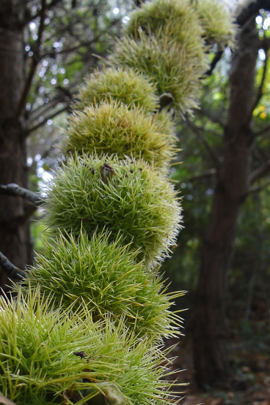 Great balls of spikes