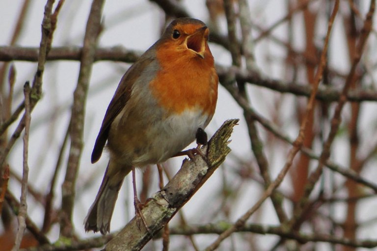robin