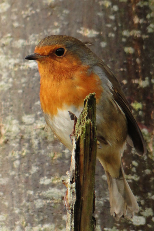 robin