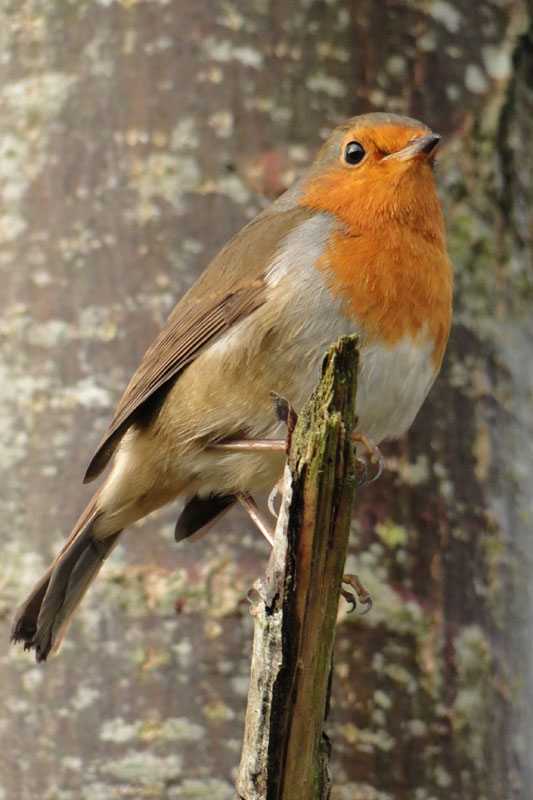 robin
