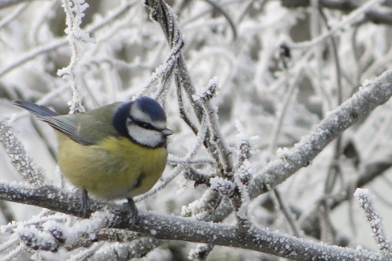 blue tit
