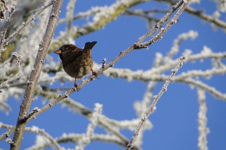 sparrow in winter