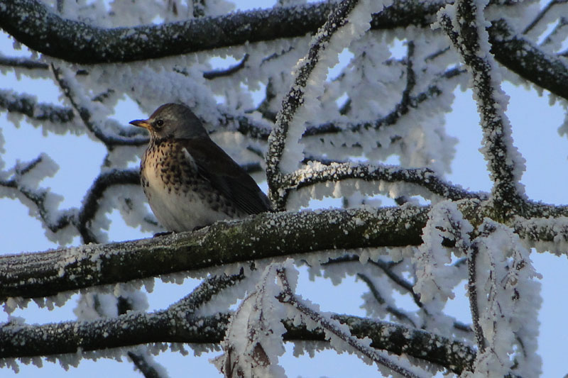 mistle thrush