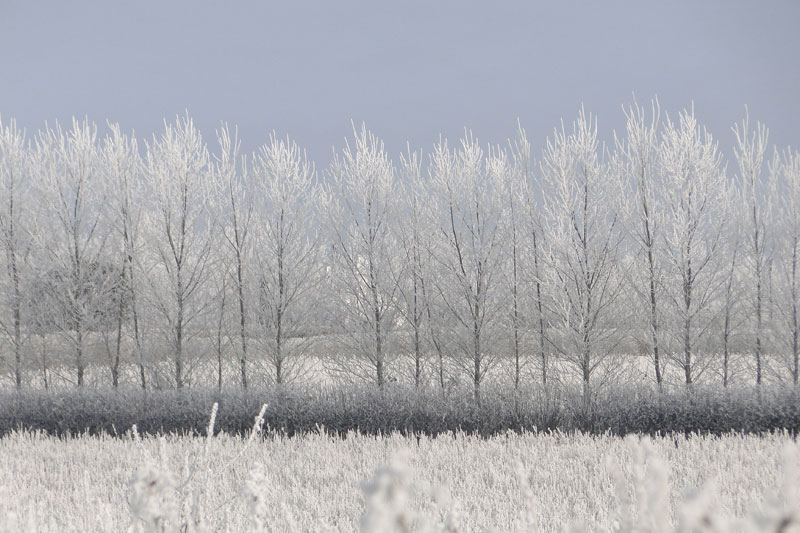 frosty landscape