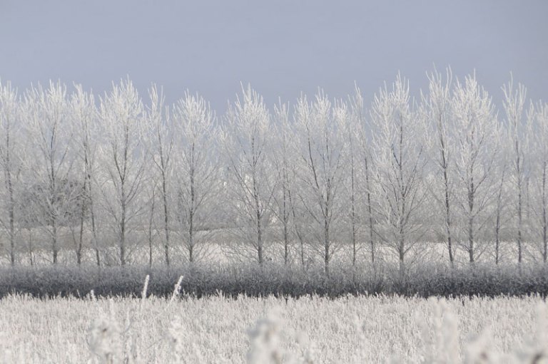 frosty landscape