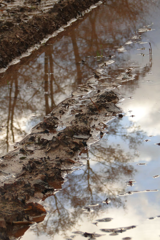 tree reflections