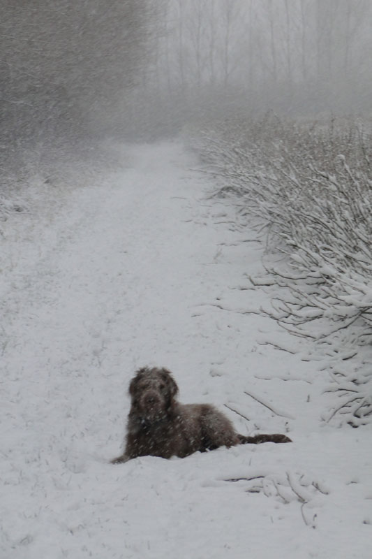 labradoodle in snow