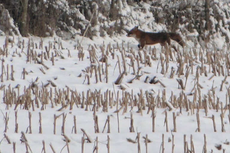 fox in the snow