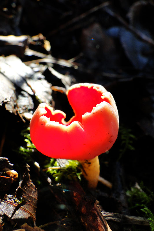 Scarlet Elfcup