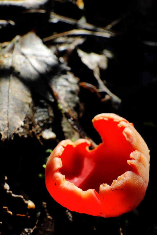 Scarlet Elfcup