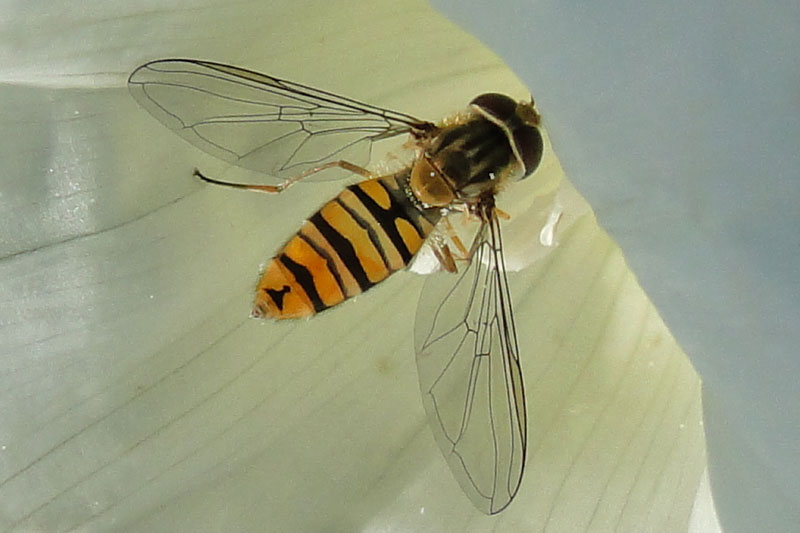 hoverfly on bindweed flower