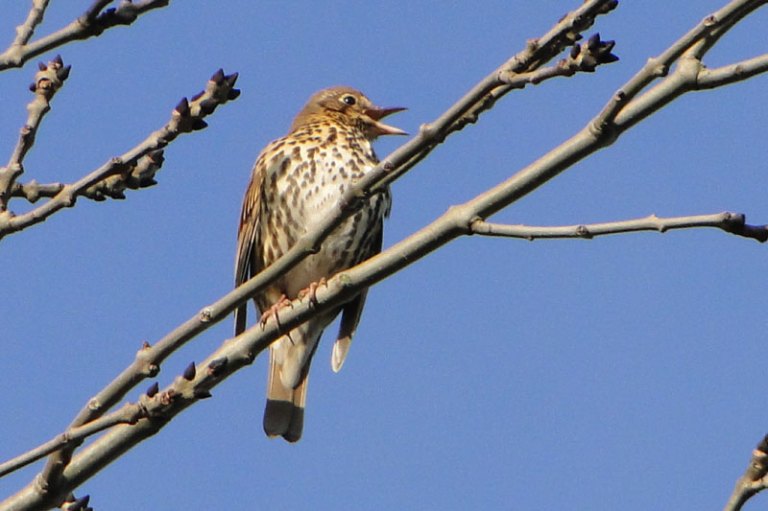 redwing singing