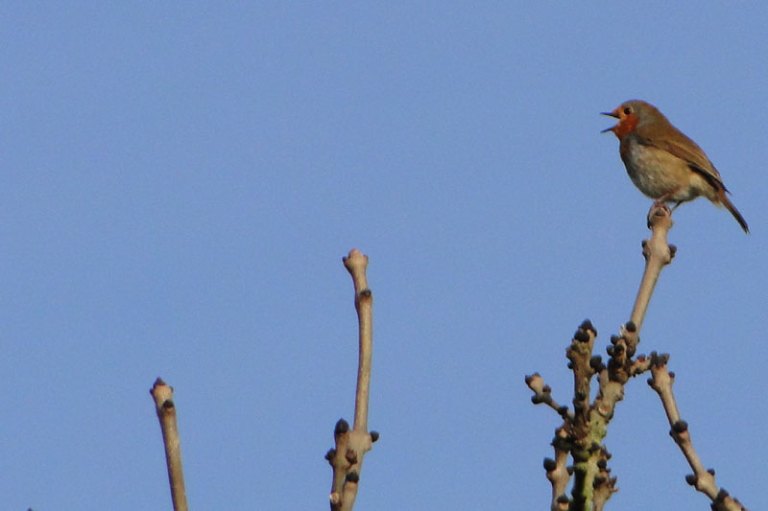 robin singing