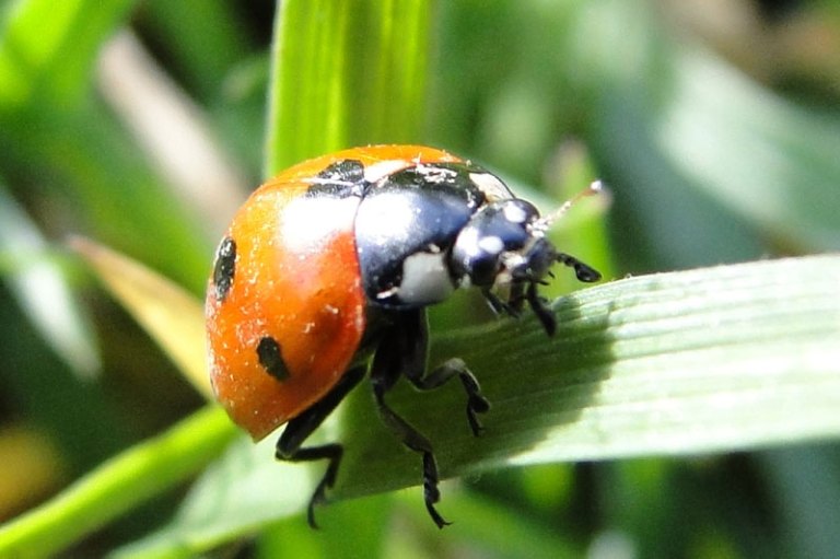 ladybird