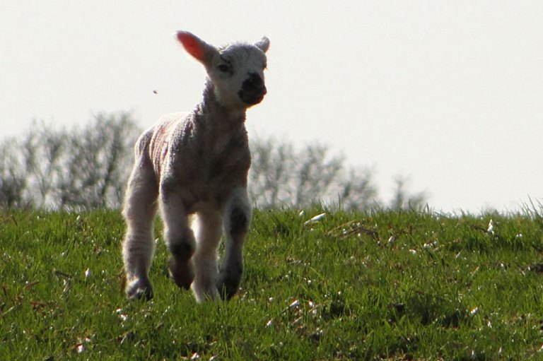 lamb