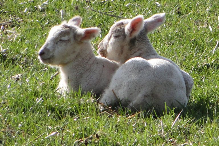lambs