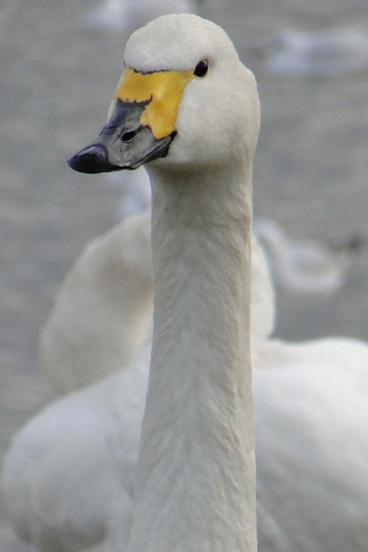 Bewick Swan
