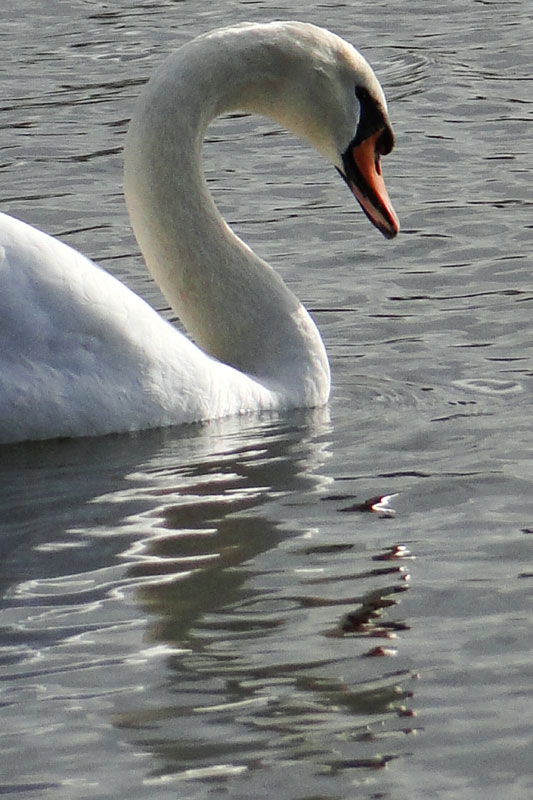 Mute Swan