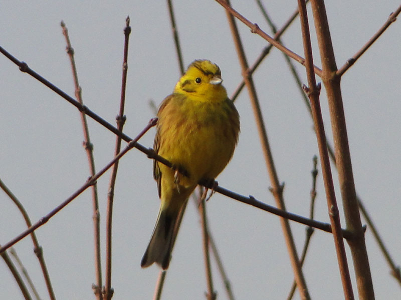siskin