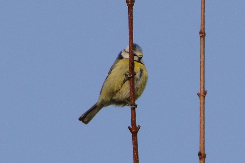 blue tit