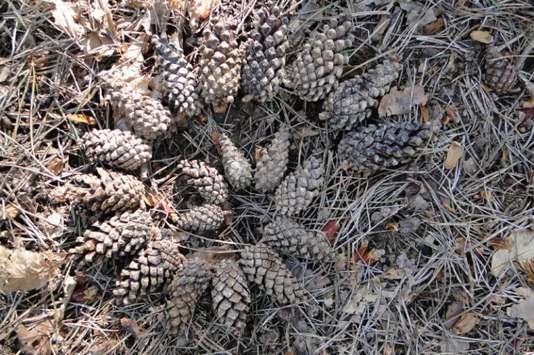 spiral pine cones