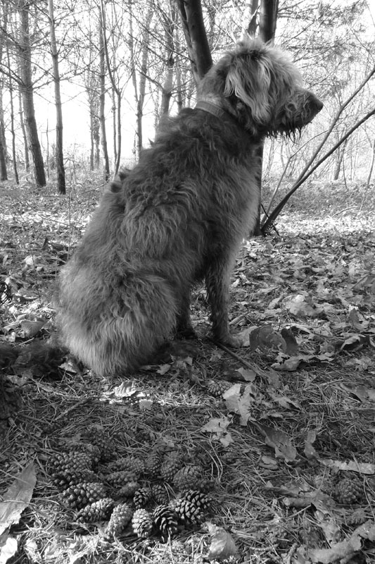 labradoodle and pine cones