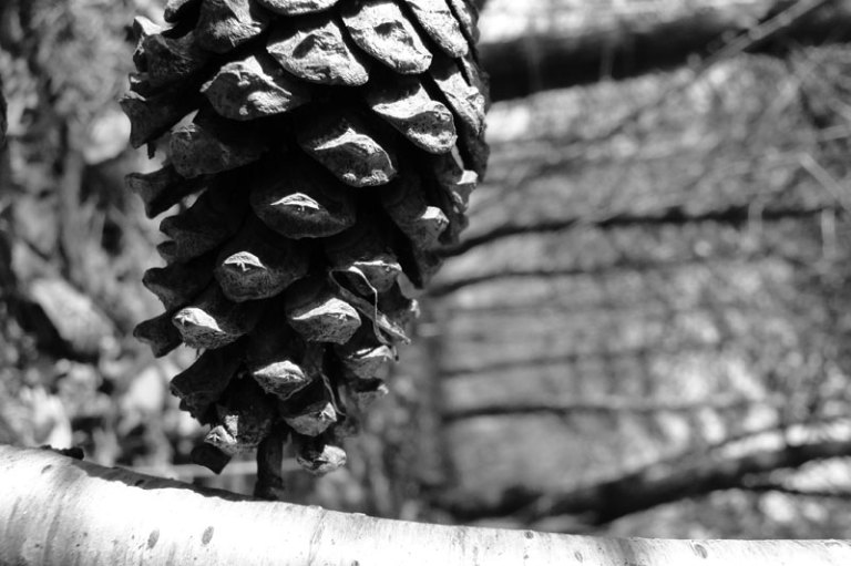 pine cone in wood