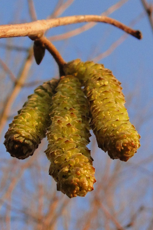catkins