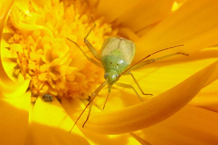 speckled bush cricket on calendula