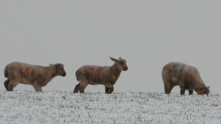 lambs in snow