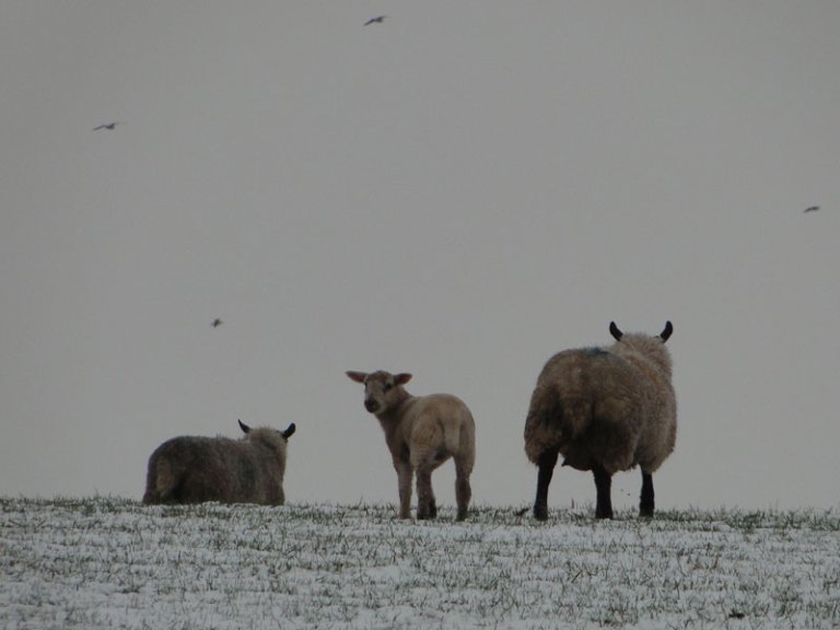 sheep in snow