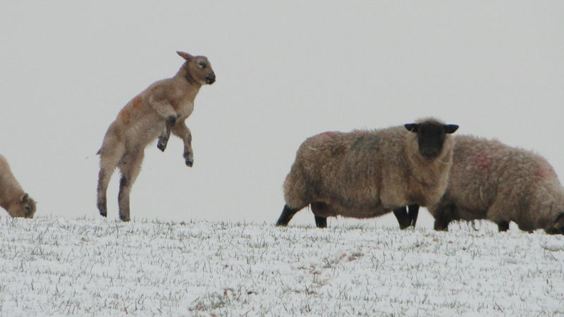 lamb in snow