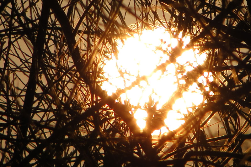 sunset through trees