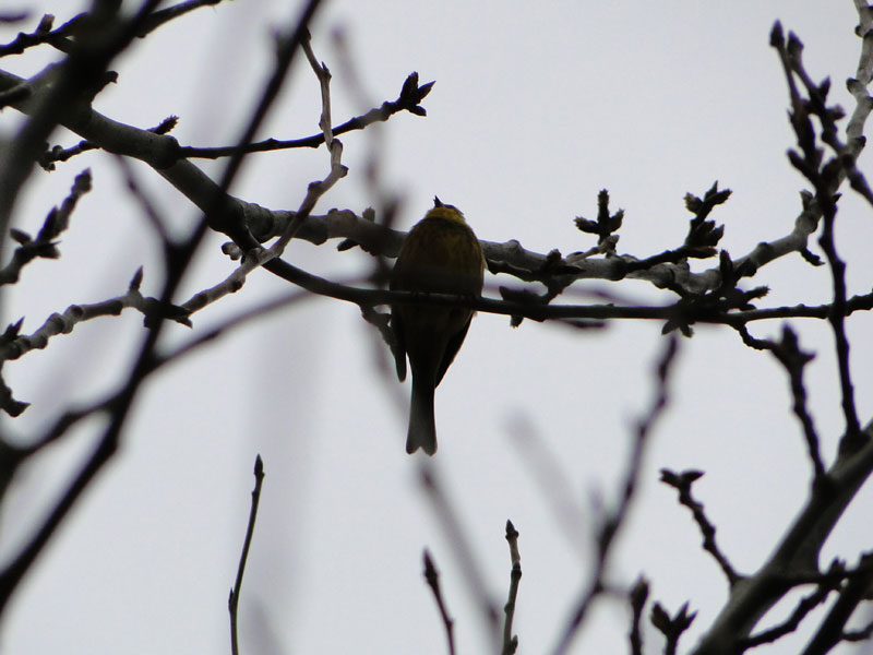 birs silhouette on tree