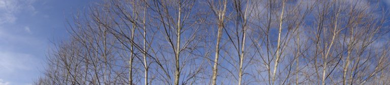 tree panoramic
