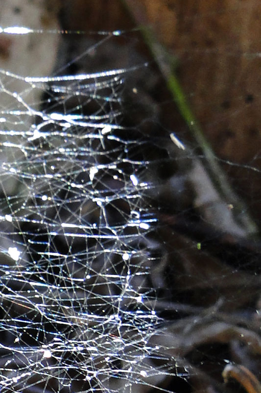 spiders web