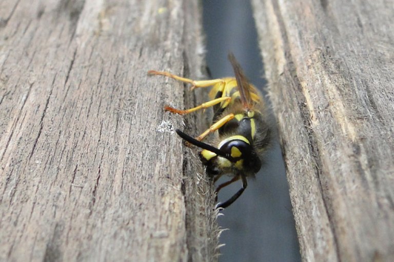 wasp chewing wood