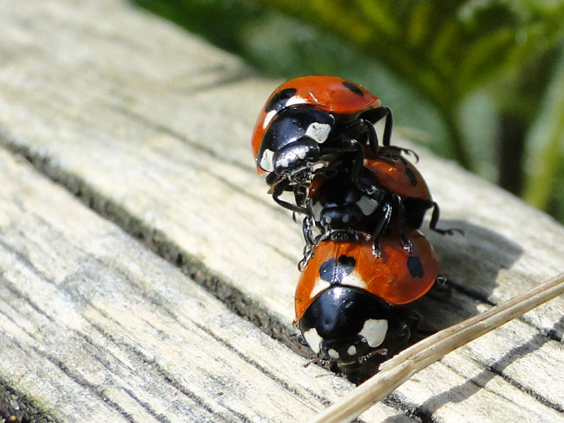 ladybirds