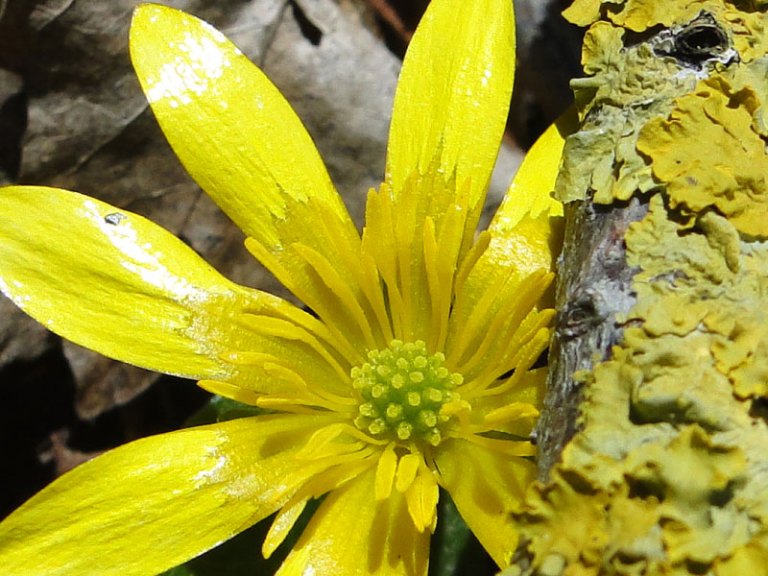 celandine and lichen