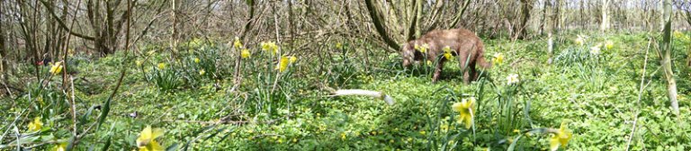 woodland with daffodils and labradoodle
