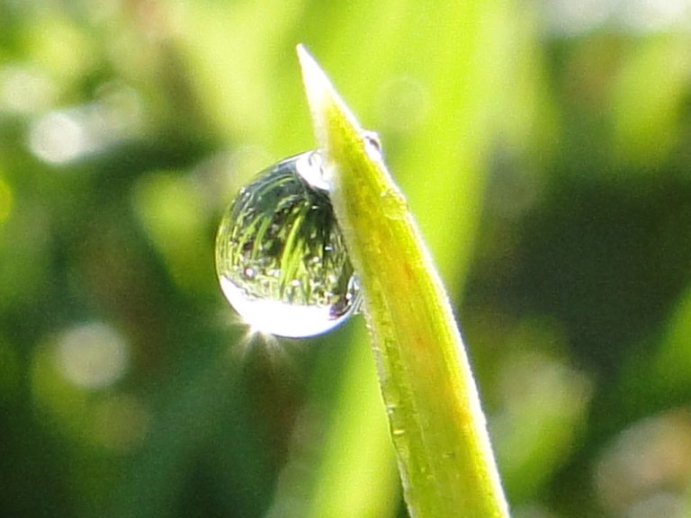 dew drop