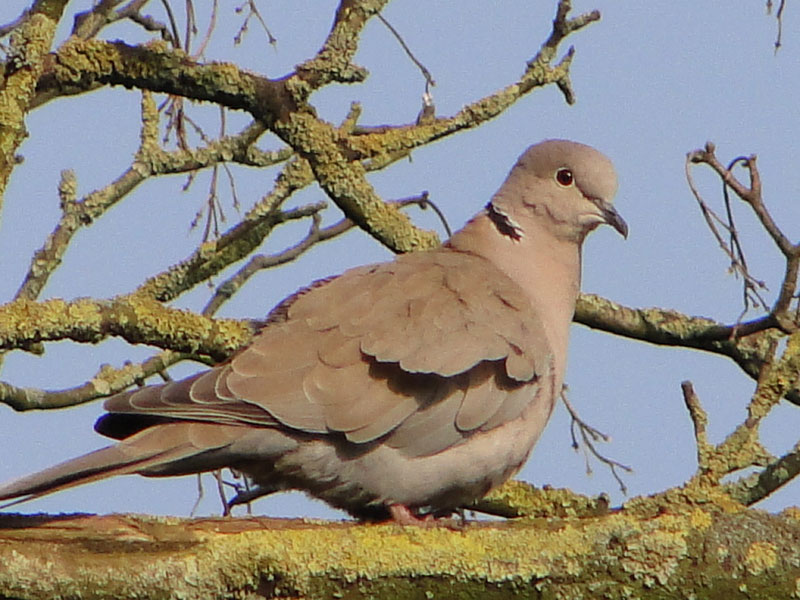 collared dove