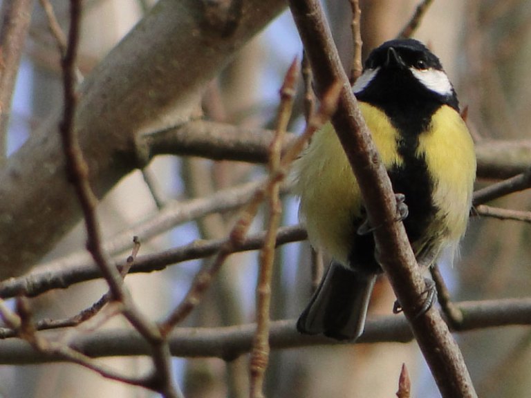 Great tit
