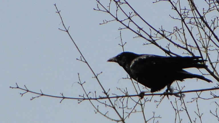 crow