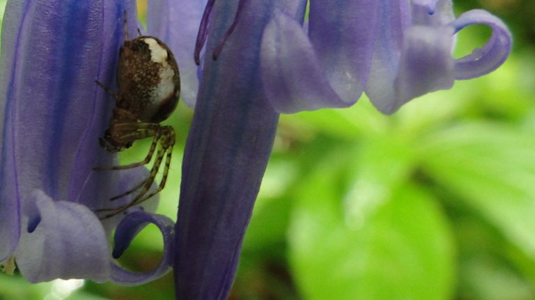 bluebell and spider