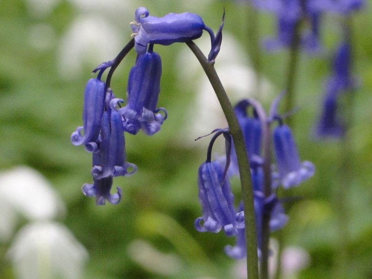 bluebells