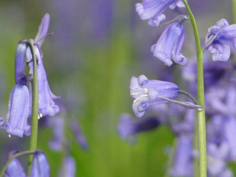 bluebells