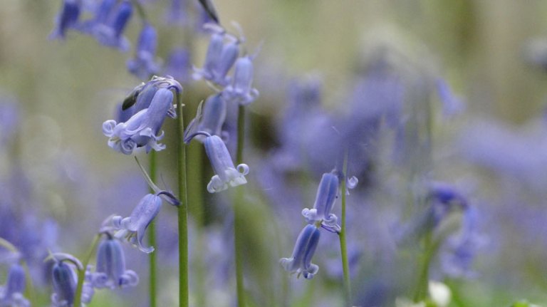 bluebells
