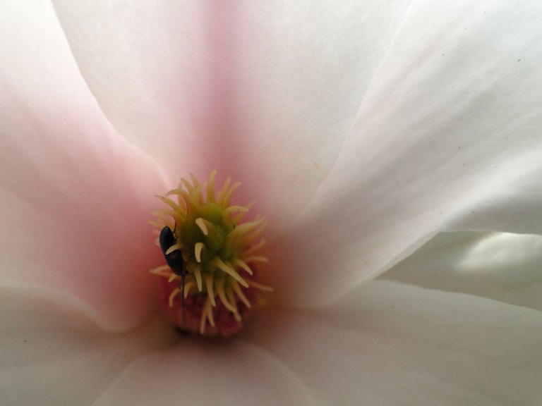 magnolia and beetle