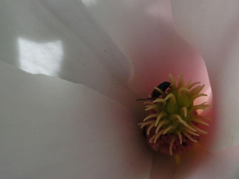 magnolia and beetle